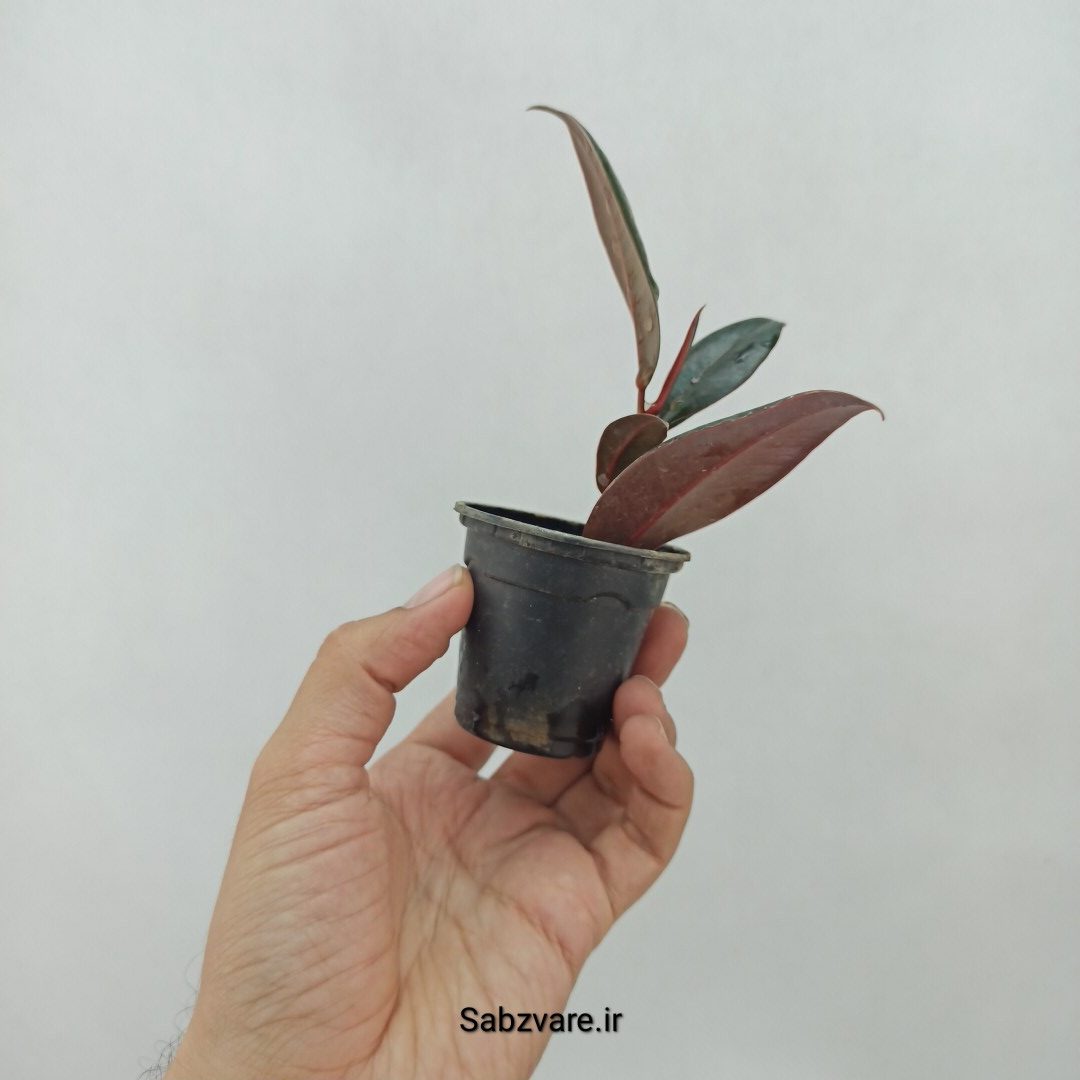 فیکوس سوپر بلک (O23970) - Image 3