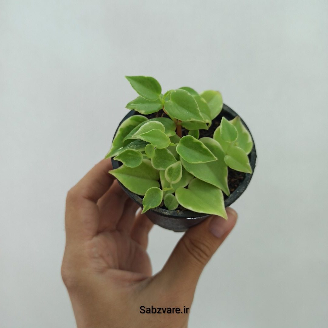 پپرومیا اسکاندنس (O23967)