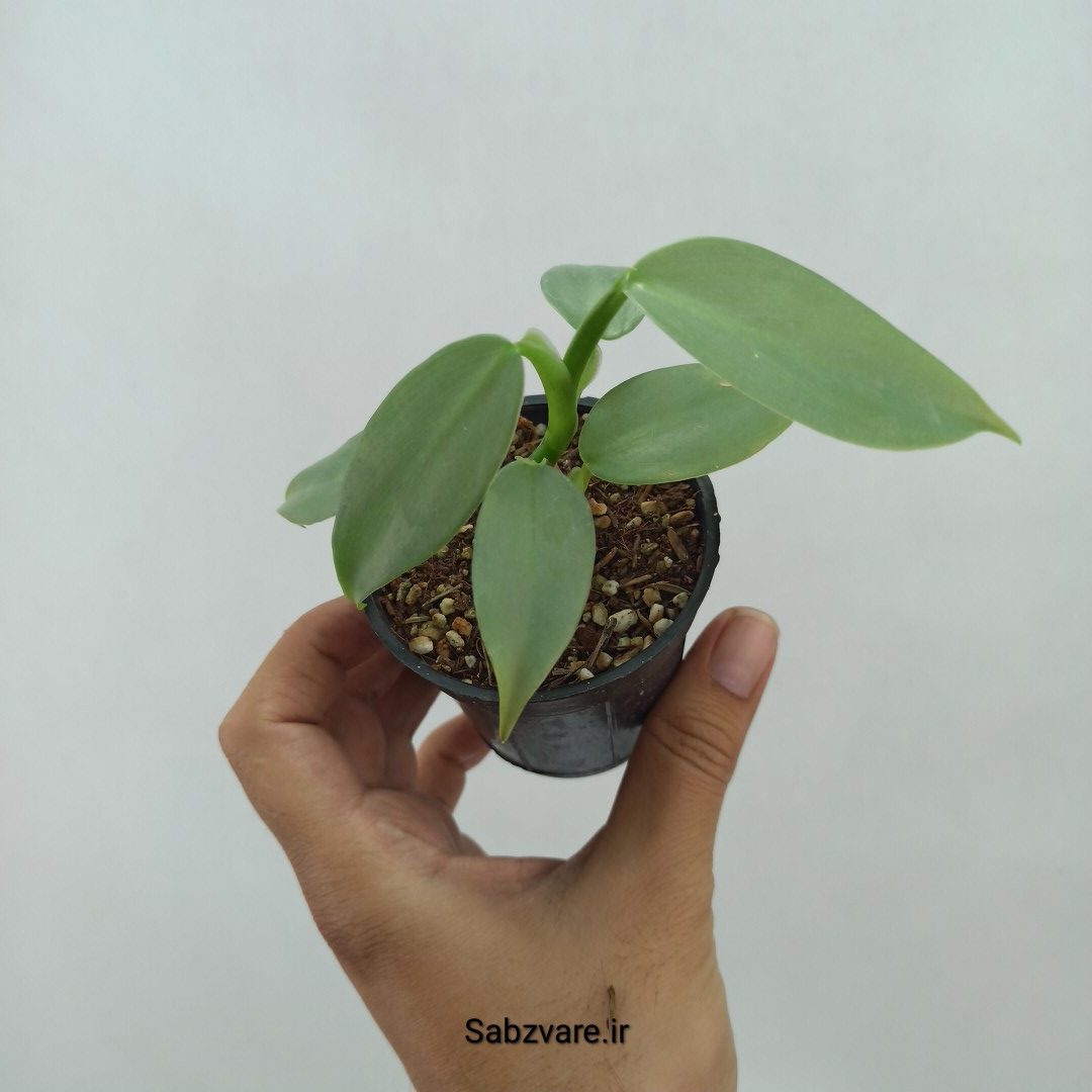 فیلودندرون سیلور (O23966)
