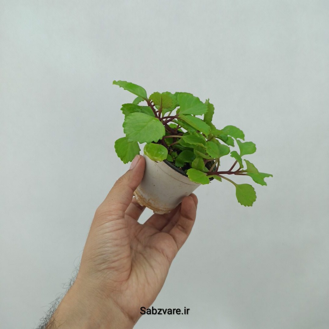 پیچک سوئدی (O23960) - Image 3
