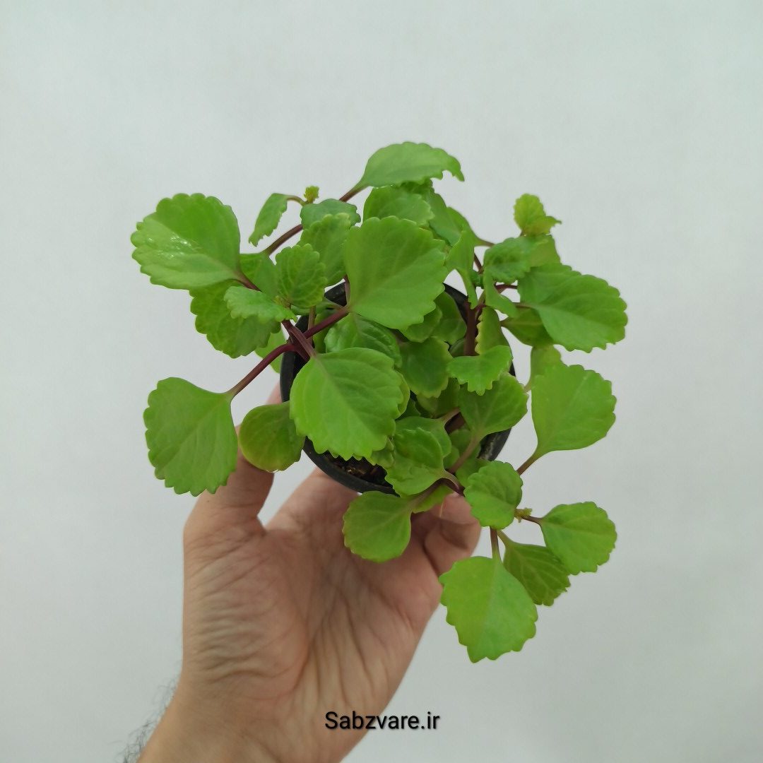 پیچک سوئدی (O23960)