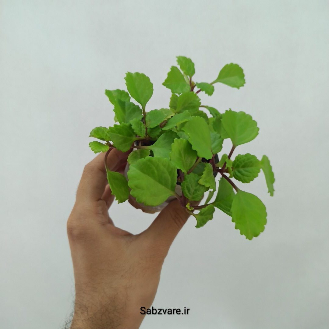 پیچک سوئدی (O23960) - Image 2