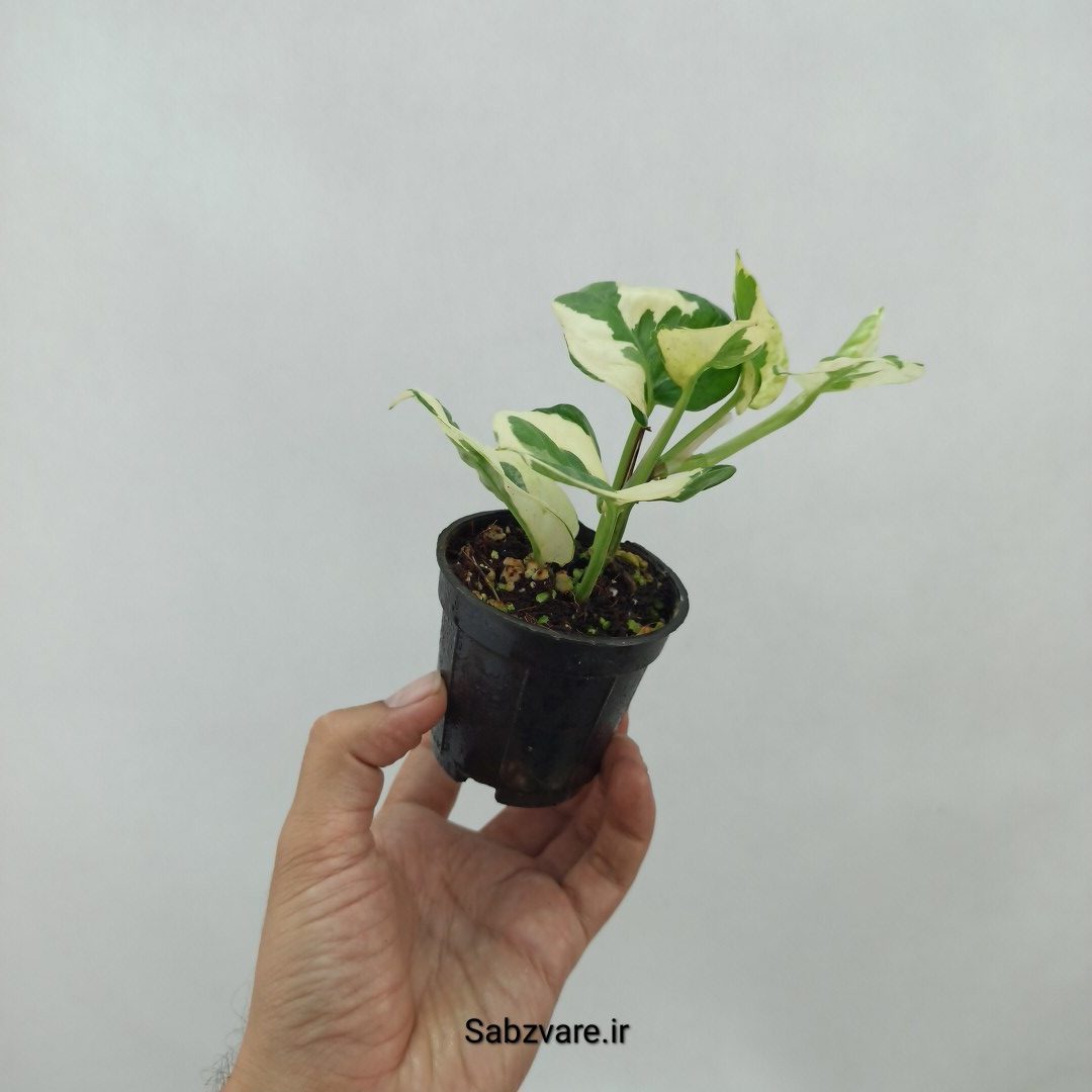 پتوس ارتشی (O23958) - Image 3