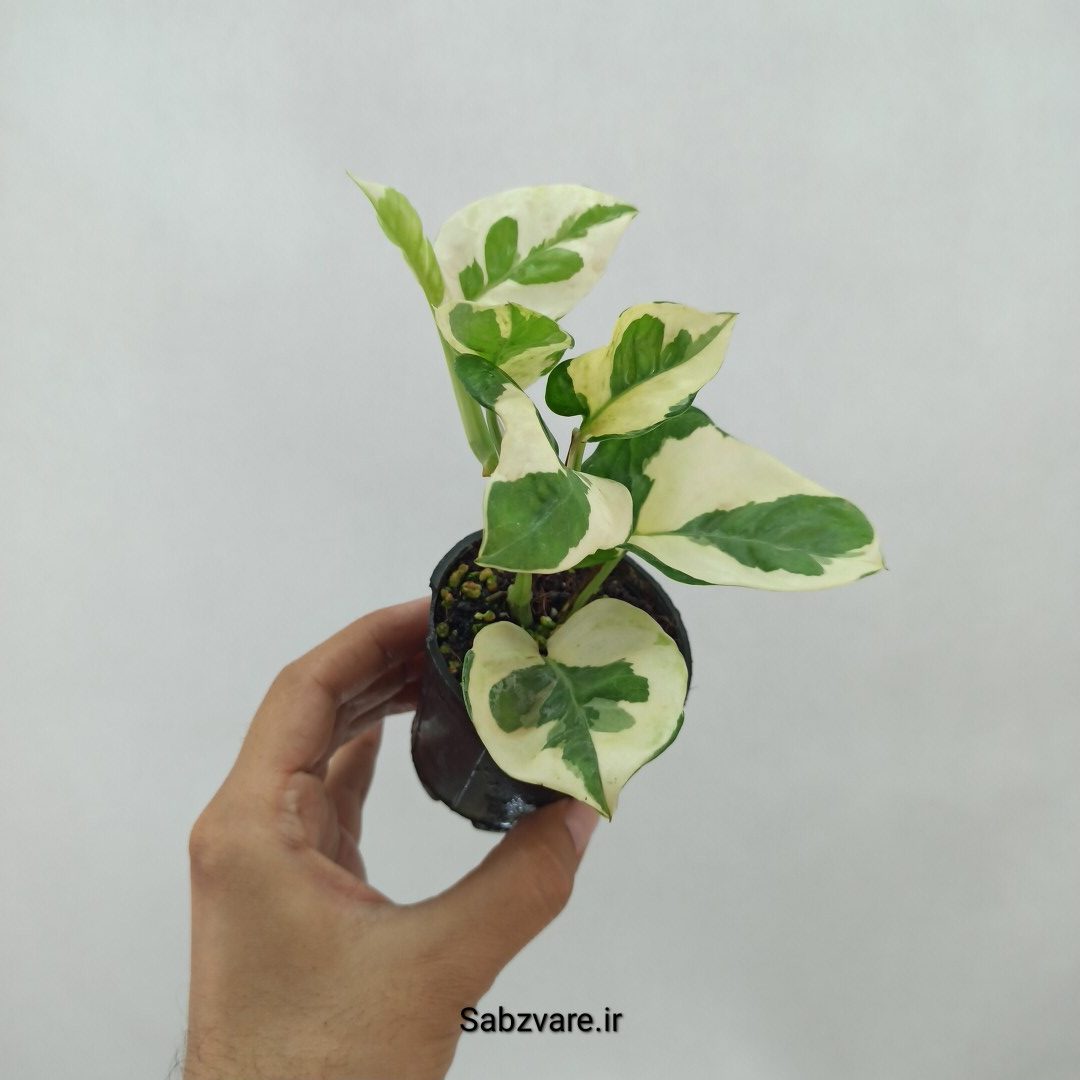 پتوس ارتشی (O23958)