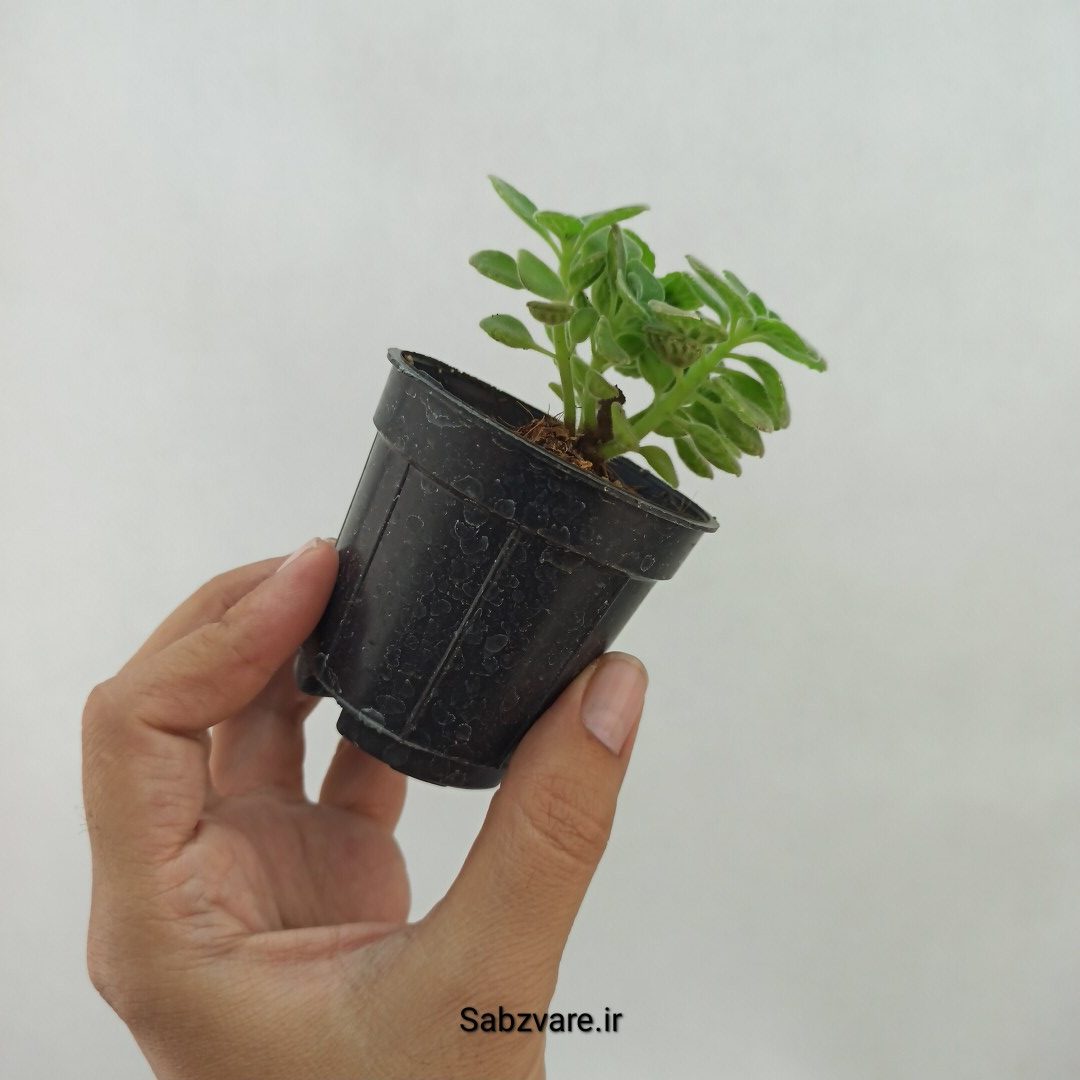 پلکترانتوس معطر (N23956) - Image 3