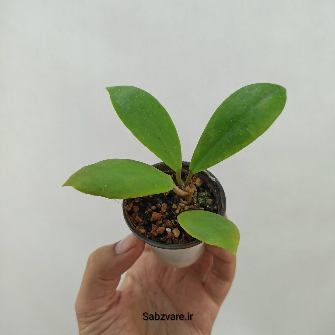 هویا مونشدو سبز (N23953)