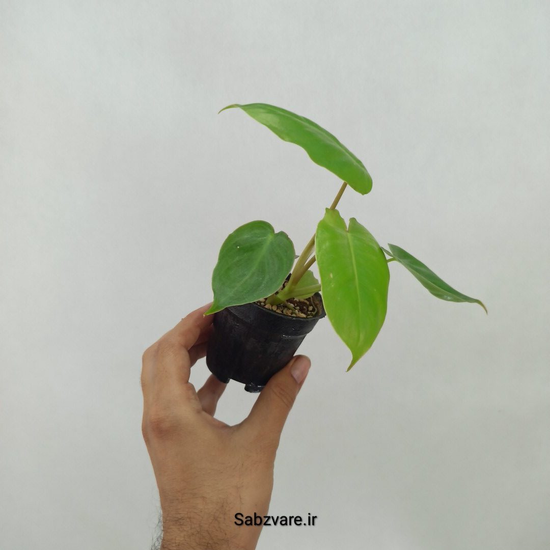 فیلودندرون برل مارکس (N23952) - Image 3
