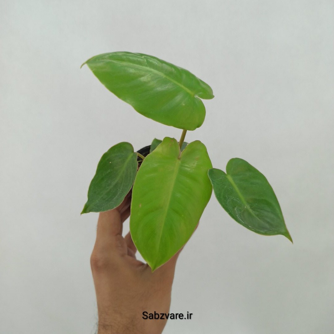فیلودندرون برل مارکس (N23952)