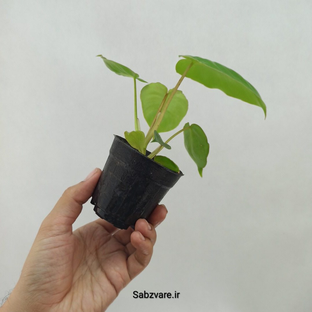 فیلودندرون برل مارکس (N23952) - Image 2