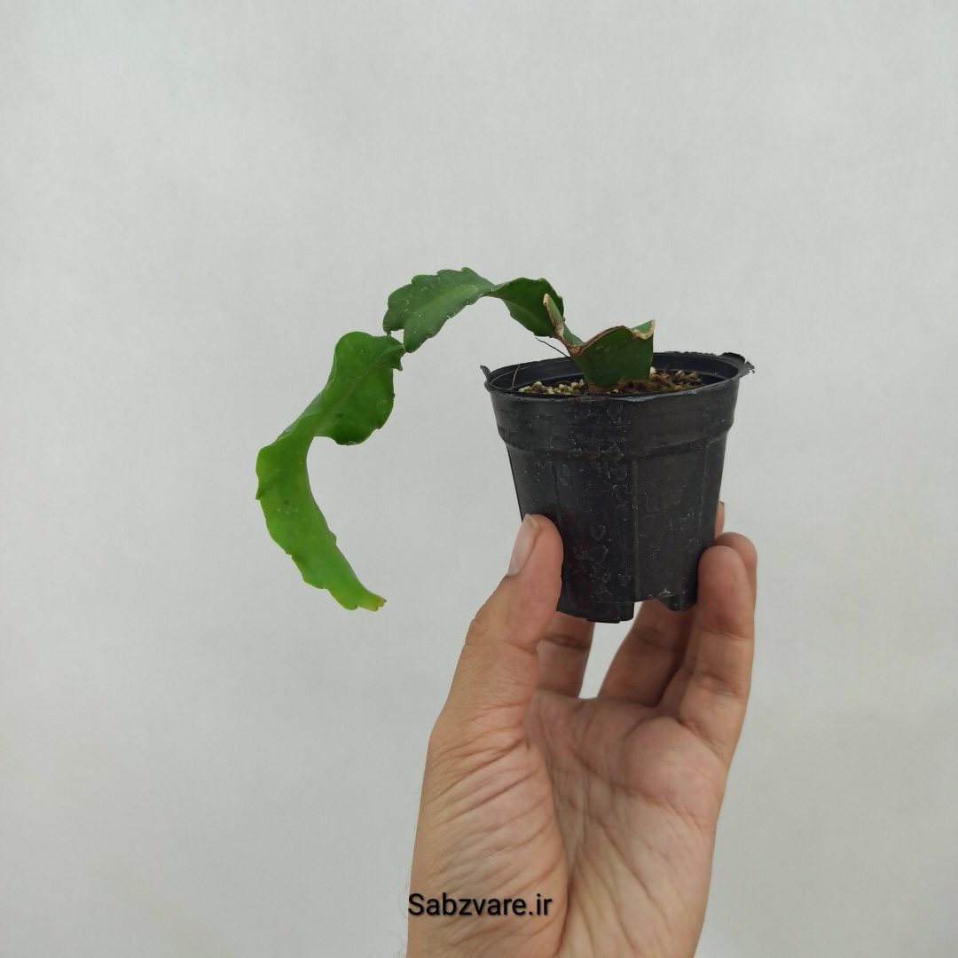 اپیفیلوم پیچ (N23950) - Image 2