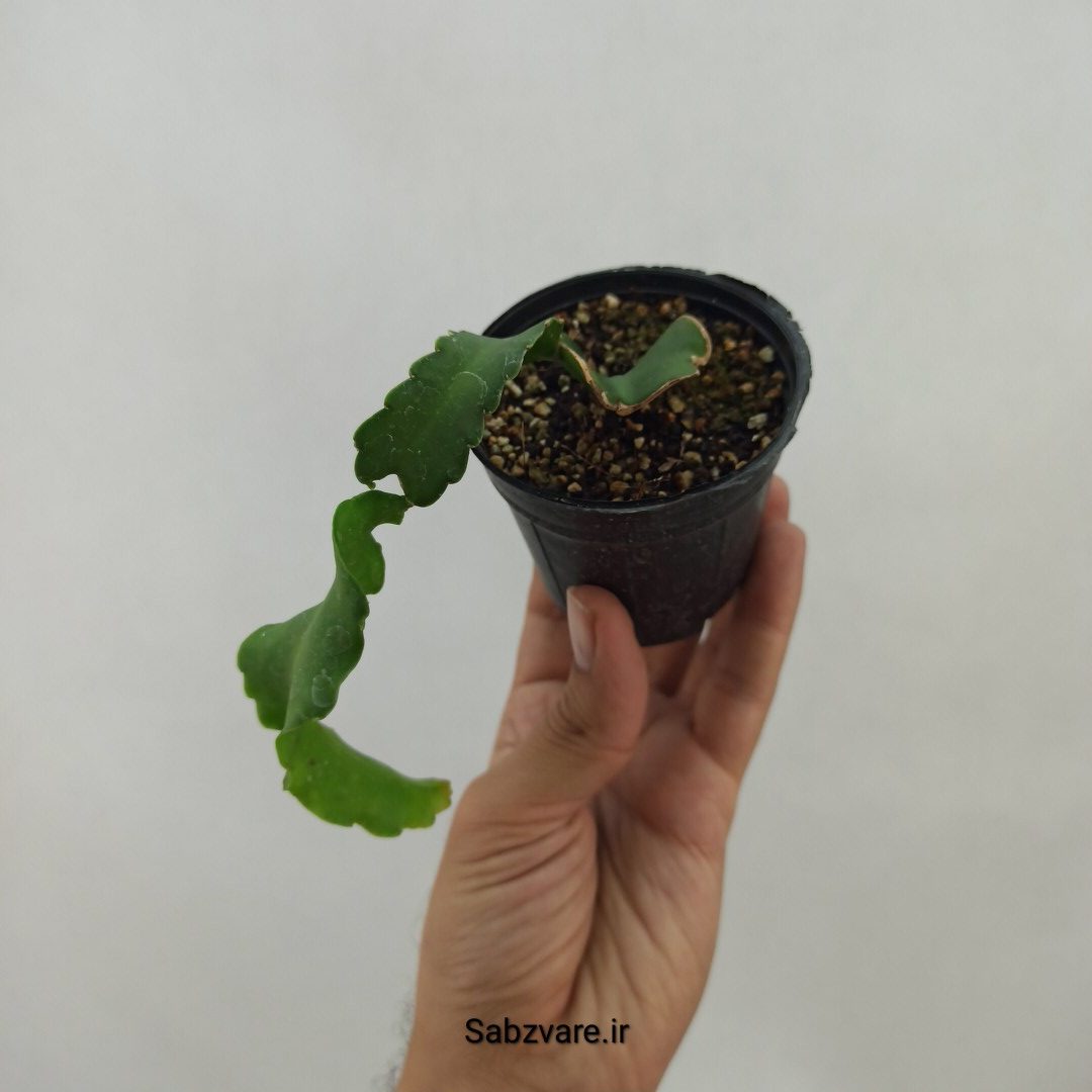 اپیفیلوم پیچ (N23950) - Image 3