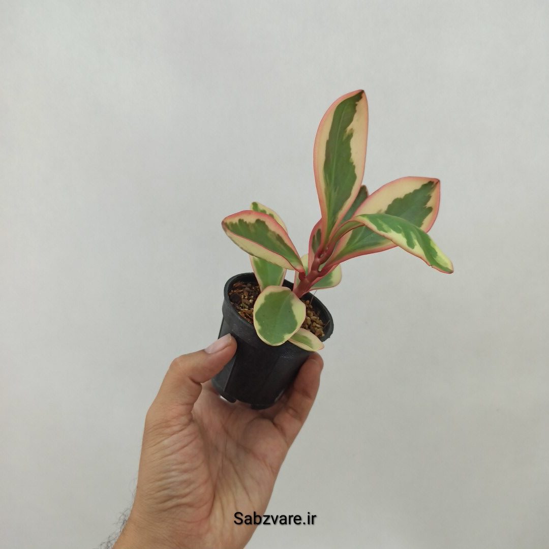 برگ قاشقی شرابی (N23949) - Image 3
