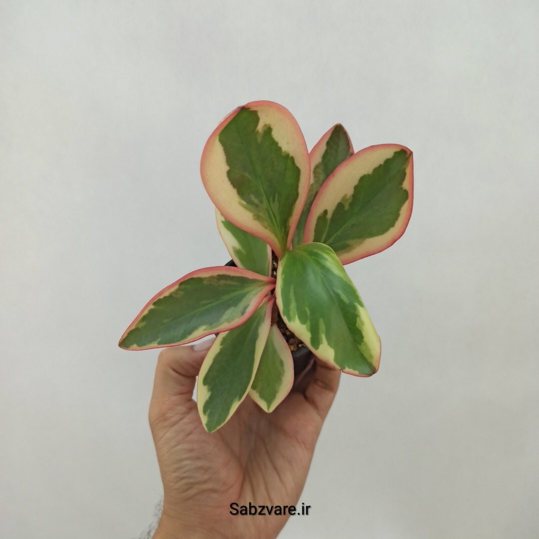 برگ قاشقی شرابی (N23949)