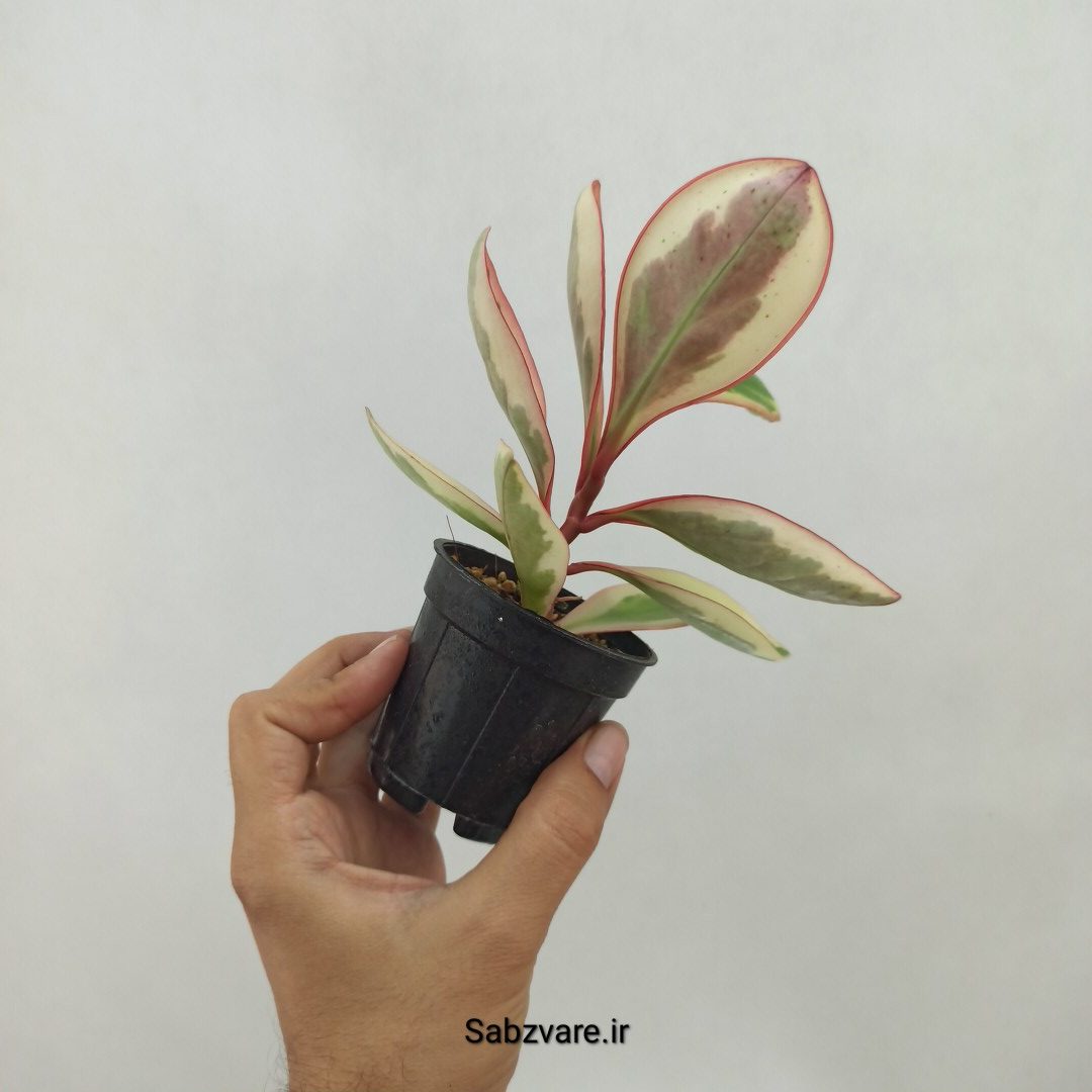 برگ قاشقی شرابی (N23949) - Image 2