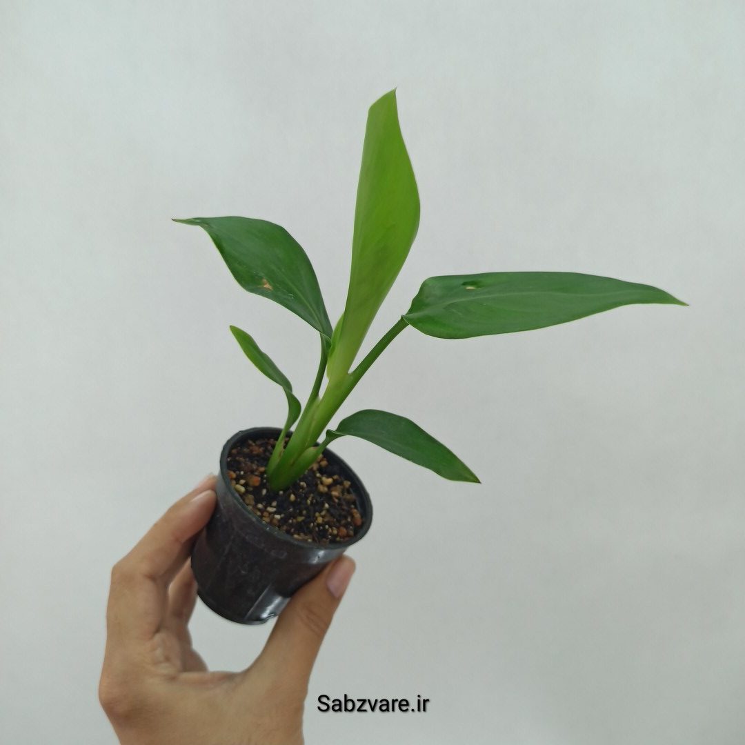استرلیتزیا نیکولای (N23948)