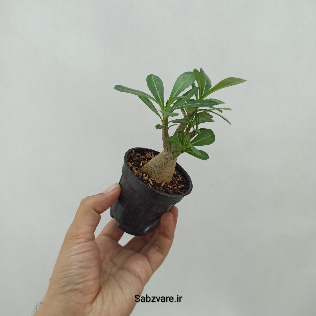 آدنیوم چند شاخه (N23947) - Image 3