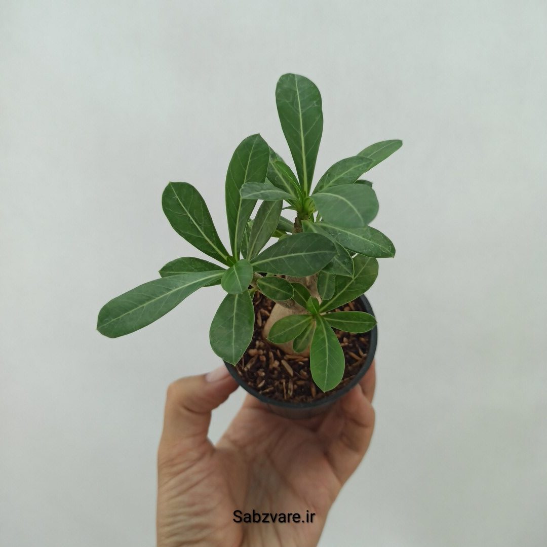 آدنیوم چند شاخه (N23947) - Image 2