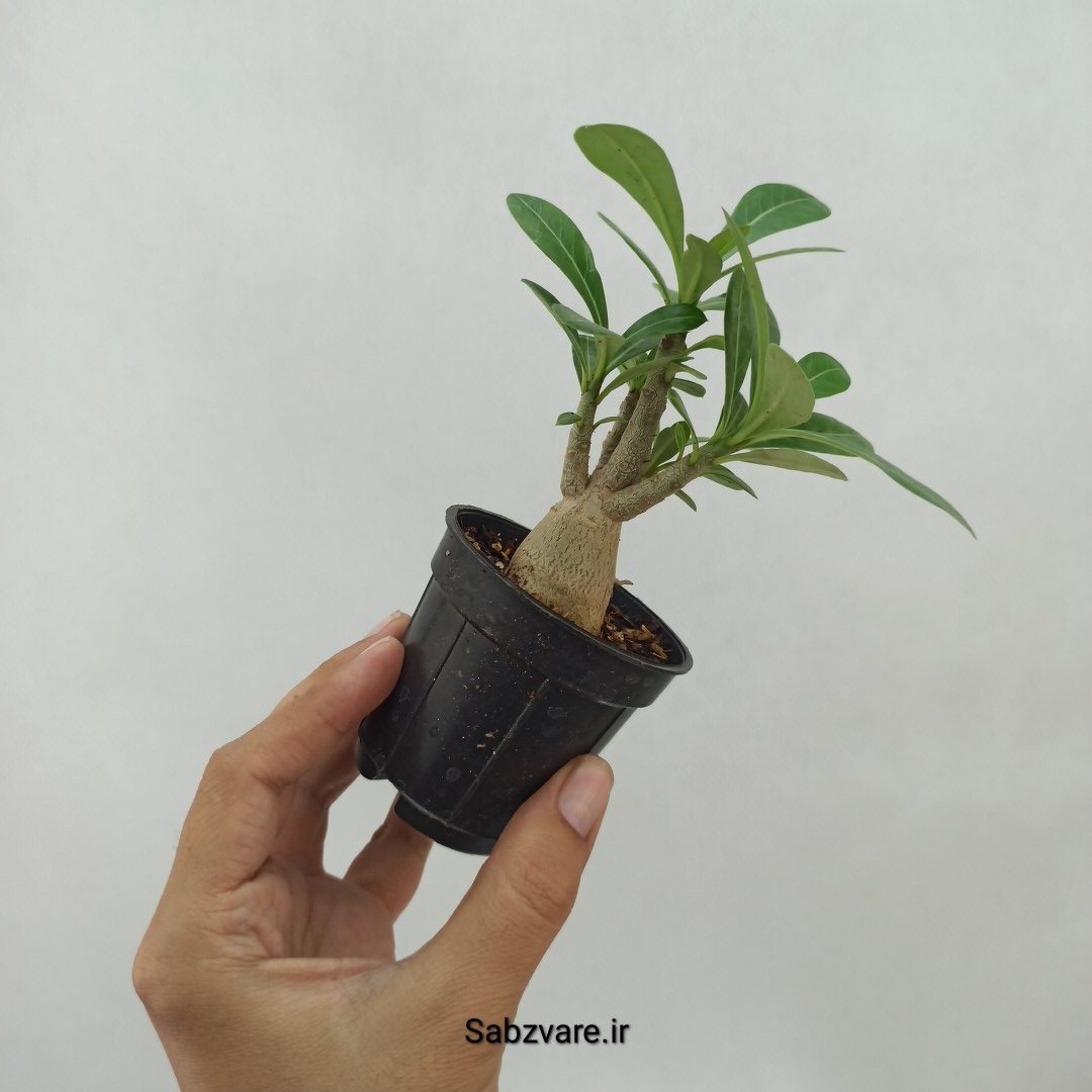 آدنیوم چند شاخه (N23947)