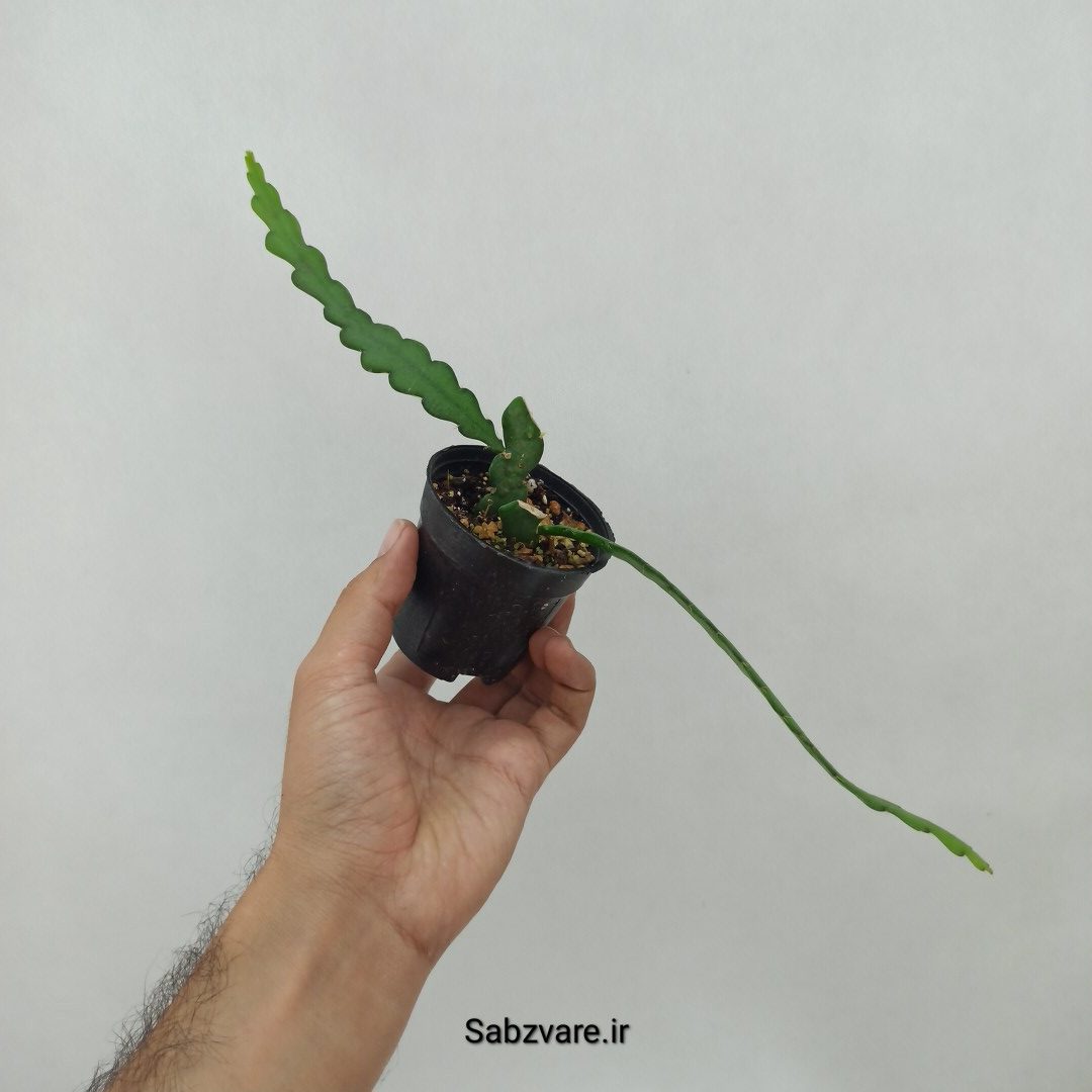 اپیفیلوم زیگزاگی (N23945)