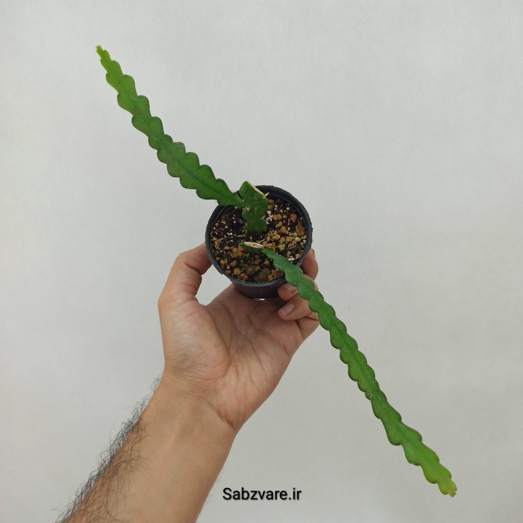 اپیفیلوم زیگزاگی (N23945) - Image 2