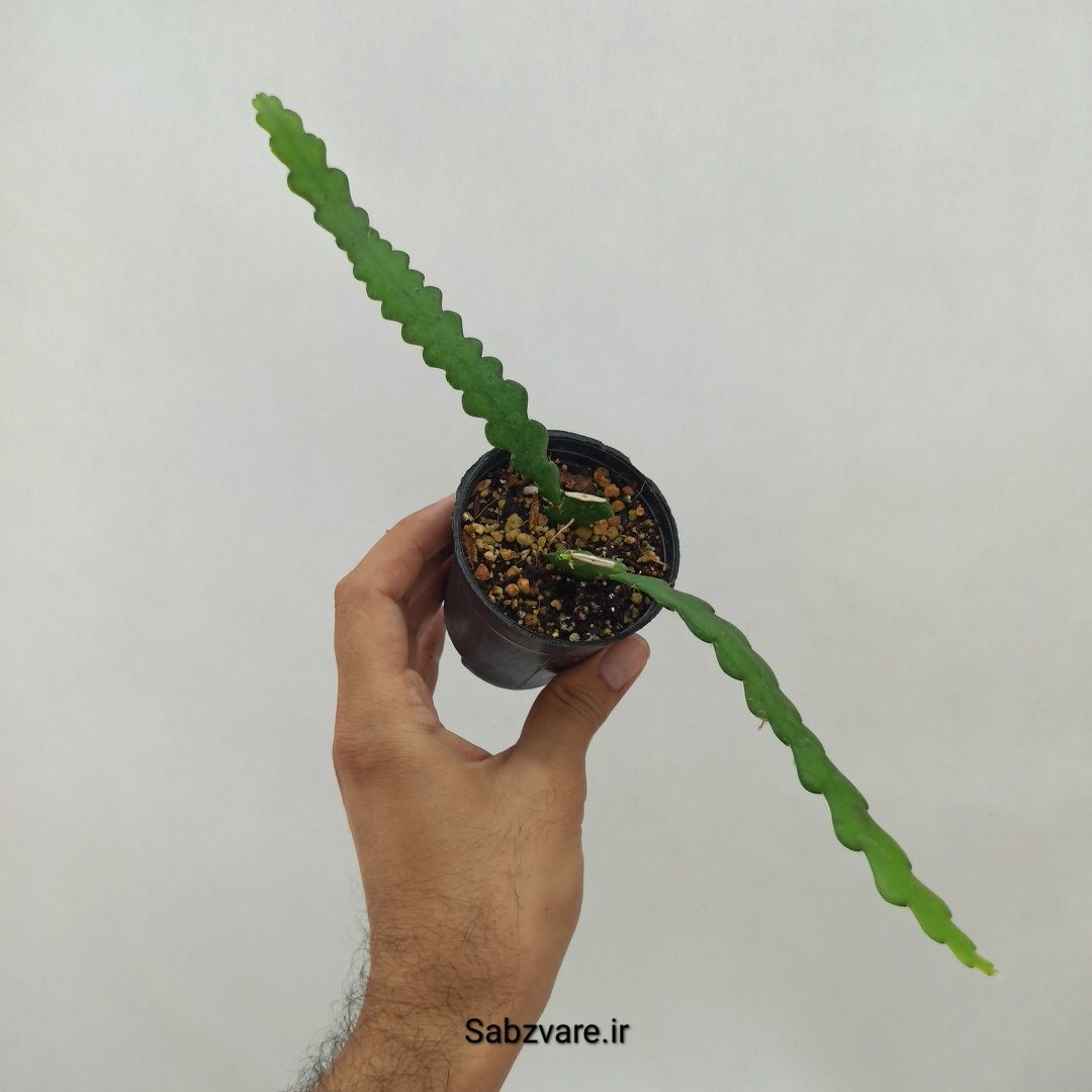 اپیفیلوم زیگزاگی (N23945) - Image 3