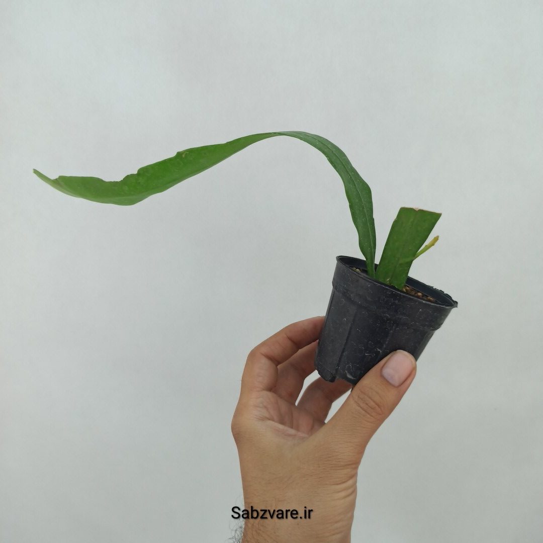 اپیفیلوم فیلانتوس (ملکه شب) (N23944) - Image 2