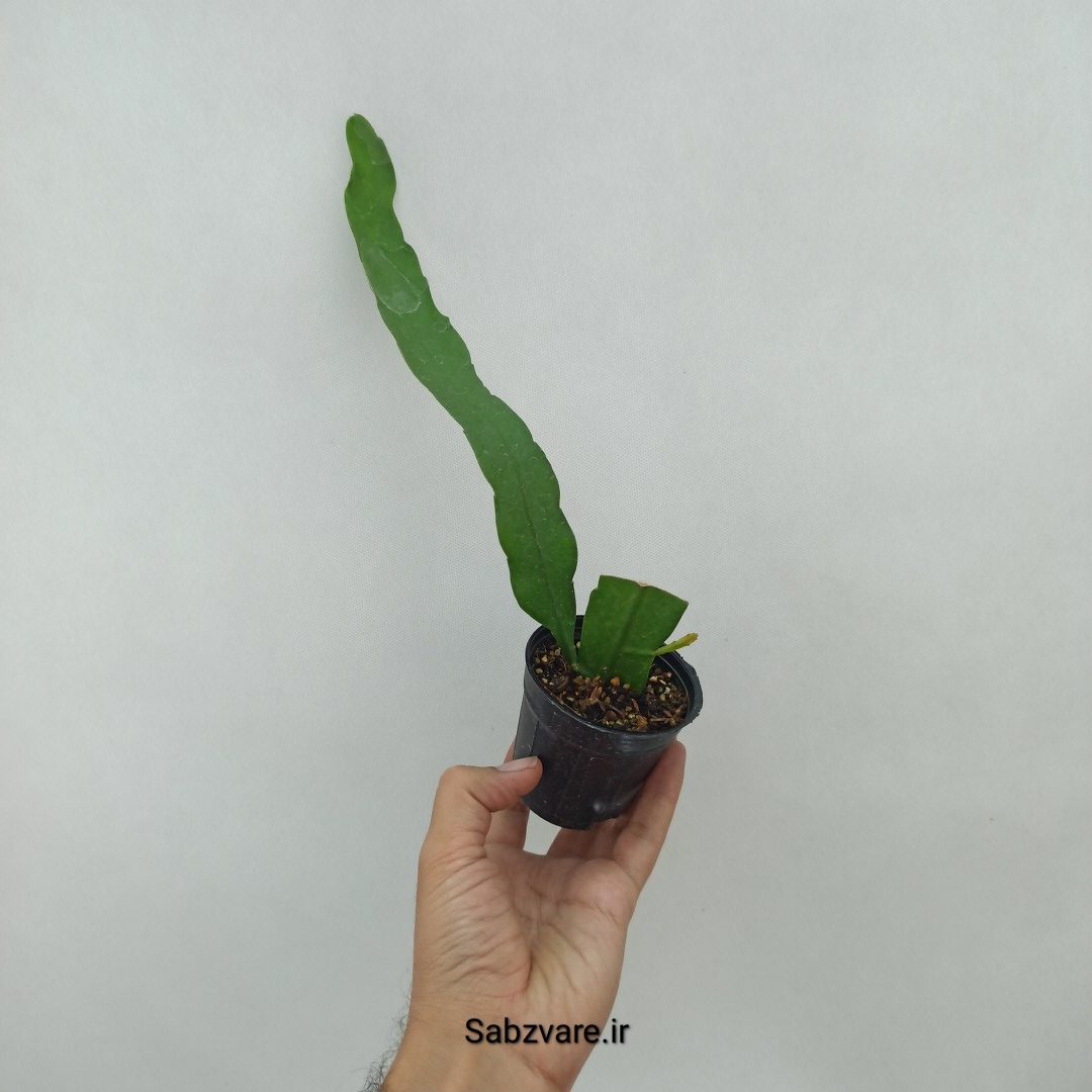 اپیفیلوم فیلانتوس (ملکه شب) (N23944)
