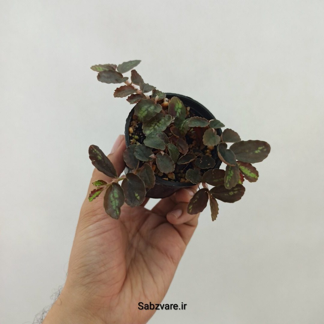 پلیونیا (N23941) - Image 3