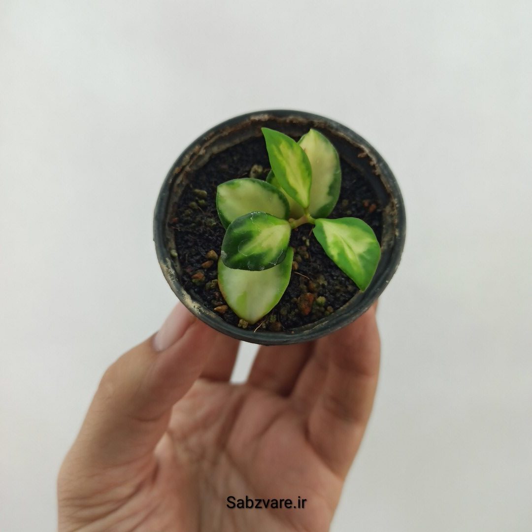 هویا هوشکلیانا وسط ابلق (N23939)