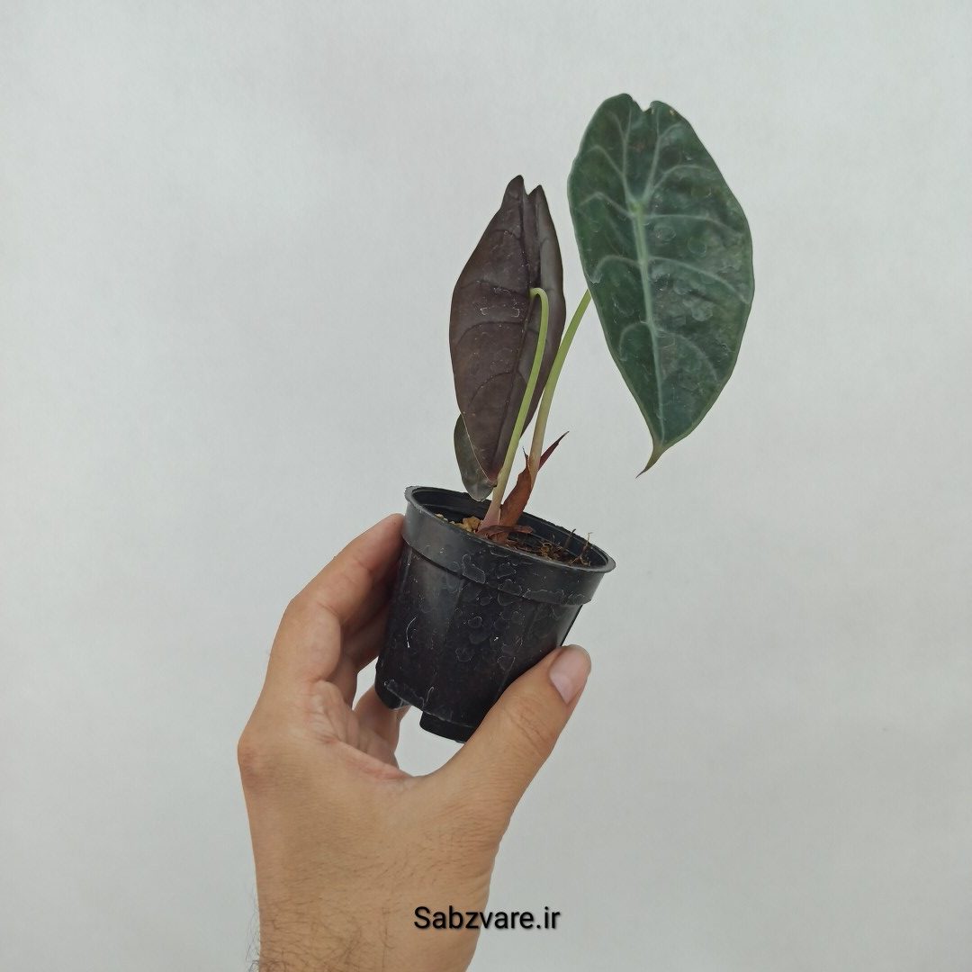 آلوکازیا Longiloba Suhirmaniana (N23938) - Image 3