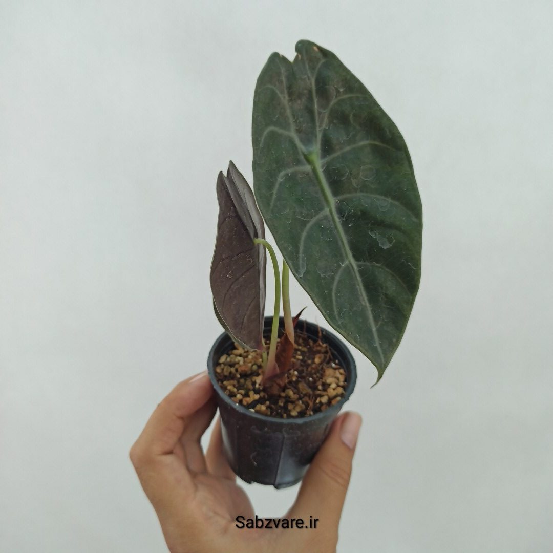 آلوکازیا Longiloba Suhirmaniana (N23938)