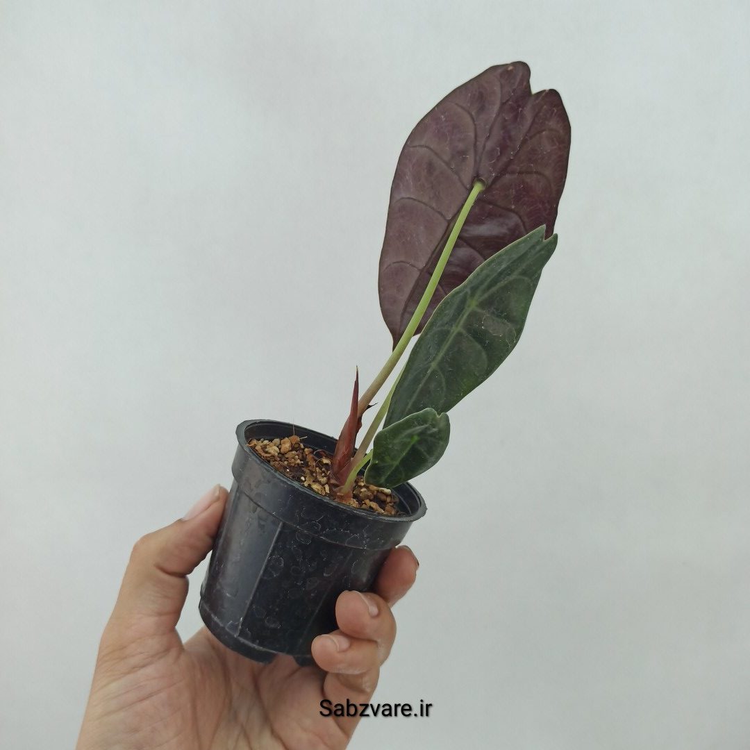 آلوکازیا Longiloba Suhirmaniana (N23938) - Image 2