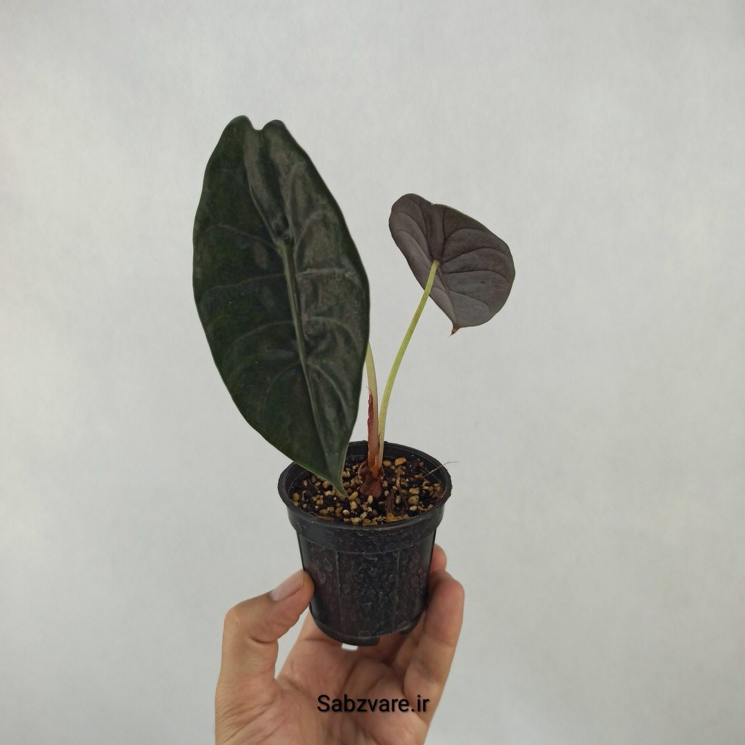 آلوکازیا Longiloba Suhirmaniana (R24039)