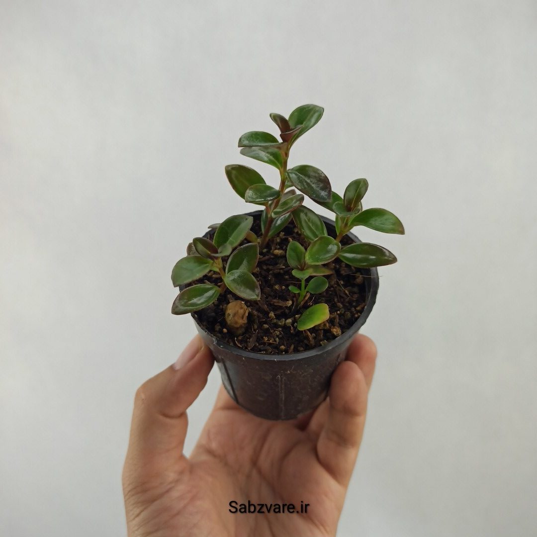 نماتانتوس یا گلدفیش (R24034)