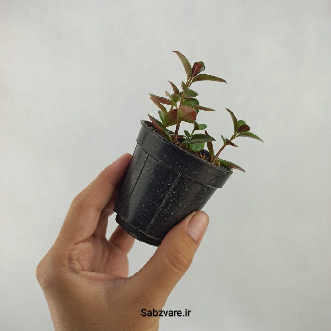 نماتانتوس یا گلدفیش (R24034) - Image 3