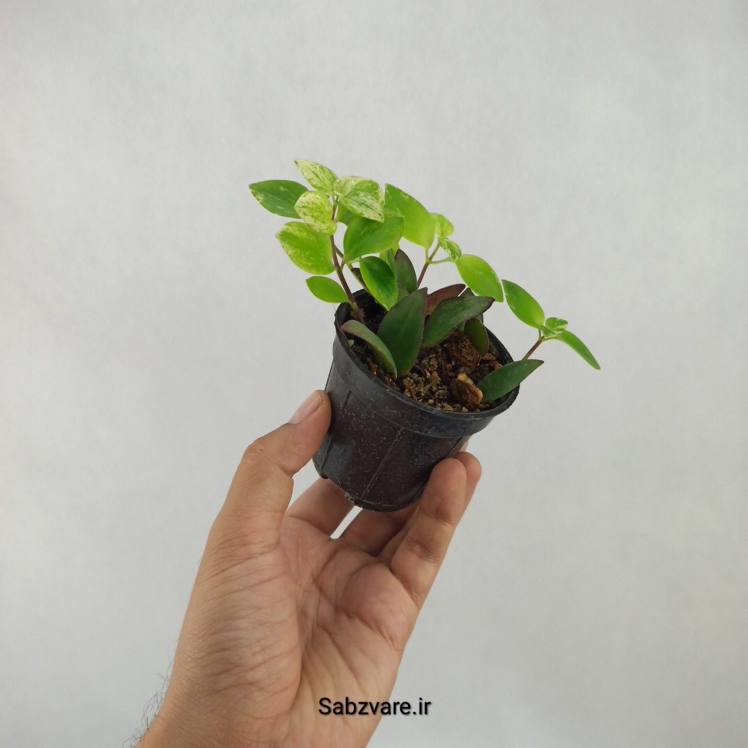 آشیانتوس رژ لبی ابلق (R24030) - Image 3