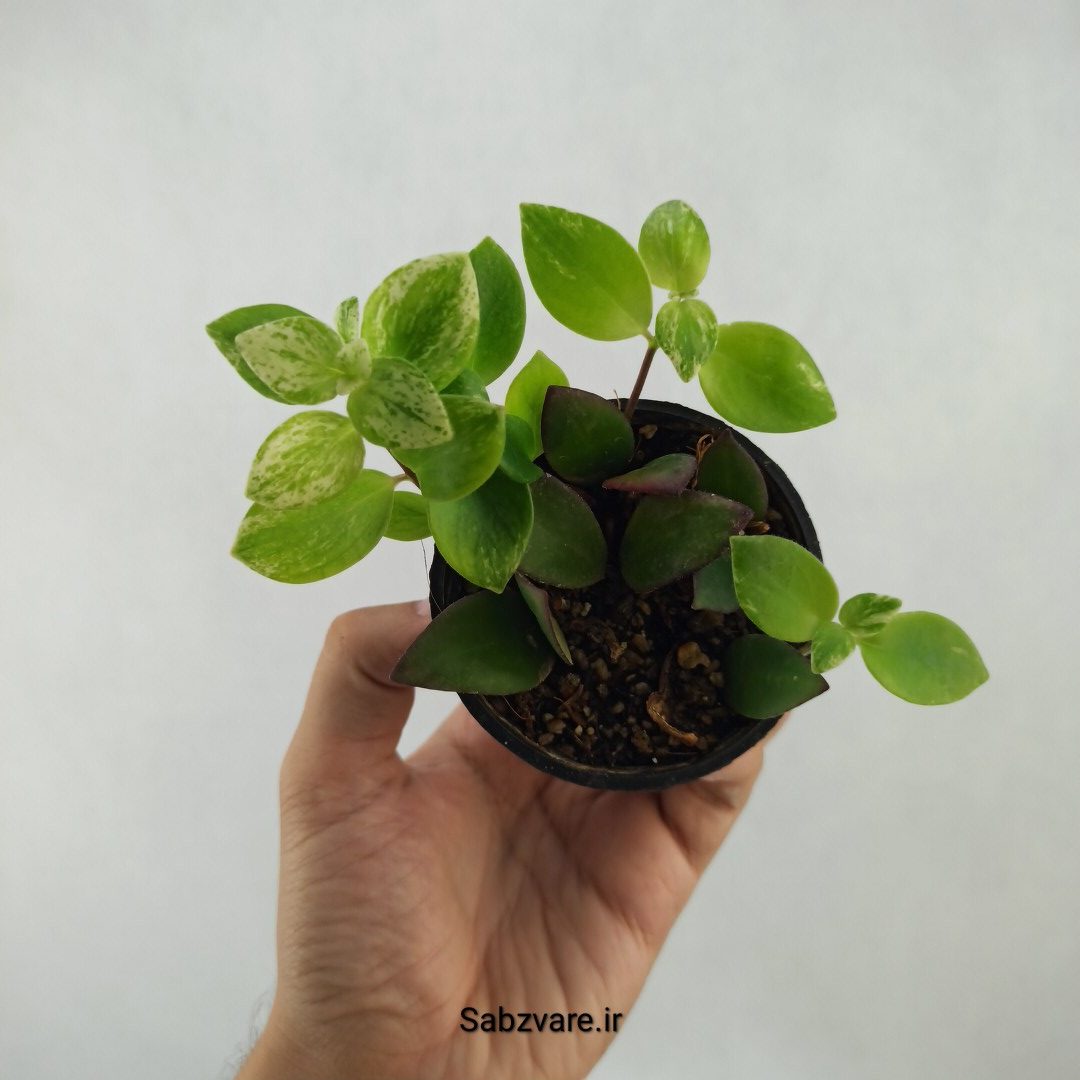 آشیانتوس رژ لبی ابلق (R24030)
