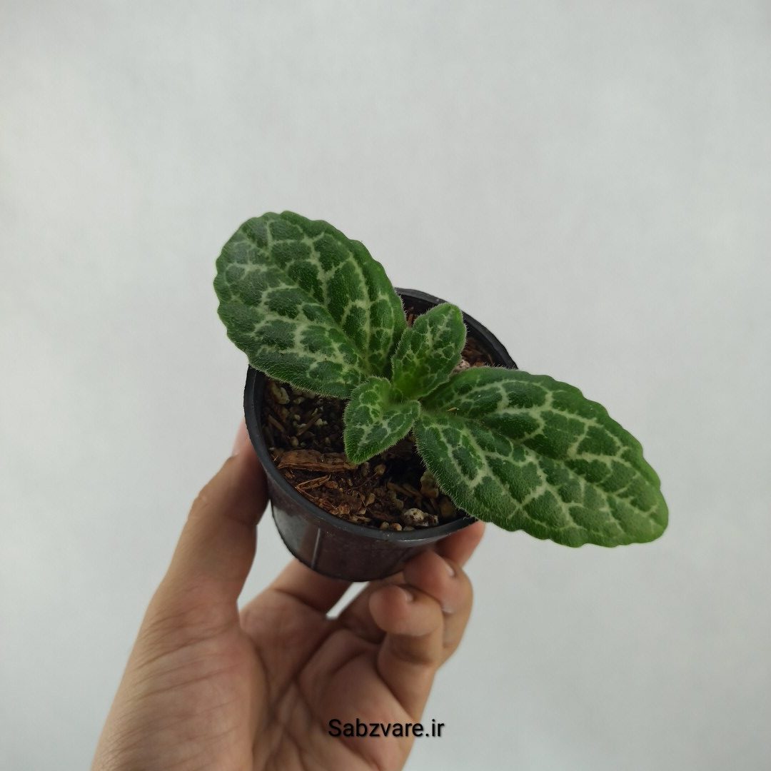 پریمولینا دستینی (R24024)