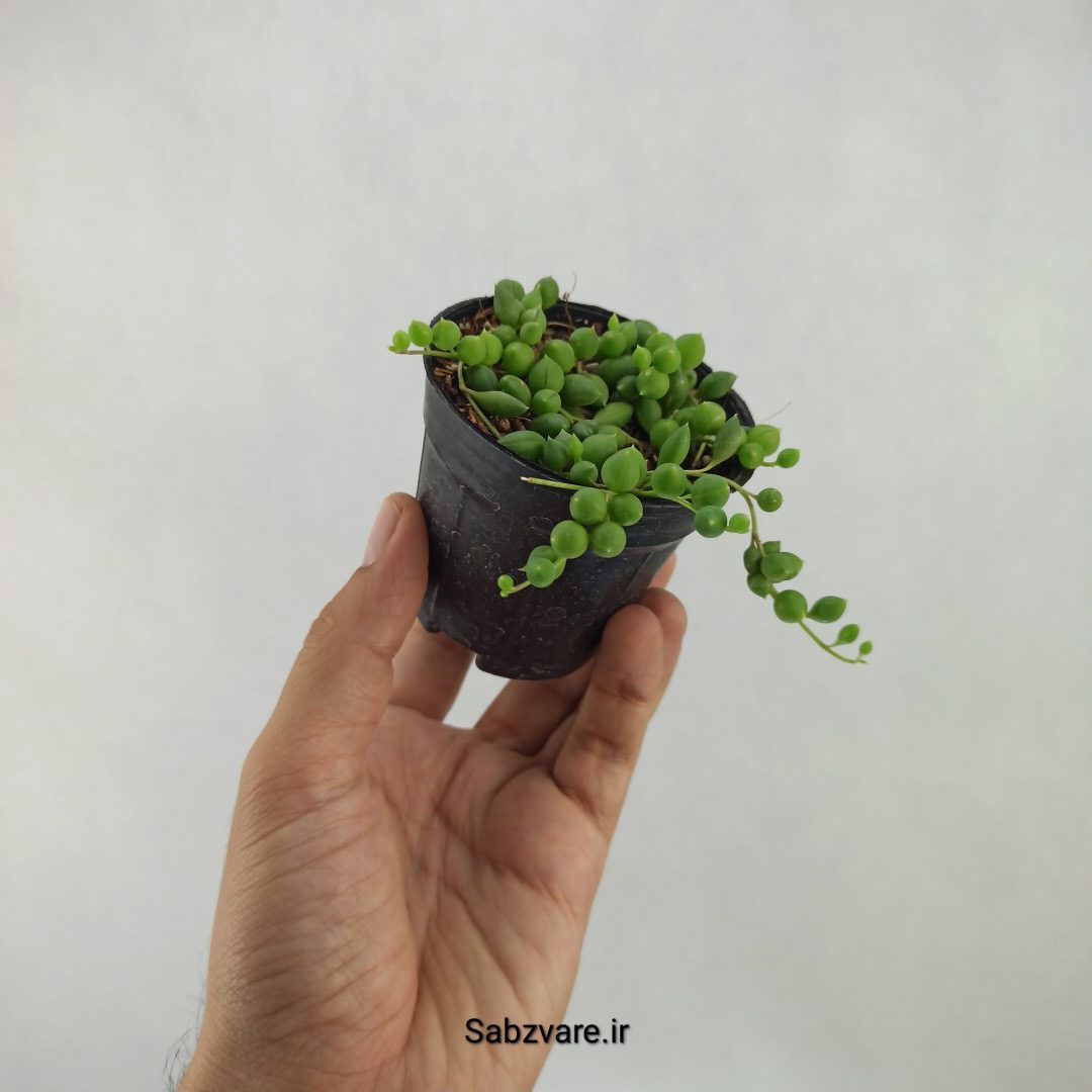 غوره ای گرد (R24023) - Image 3