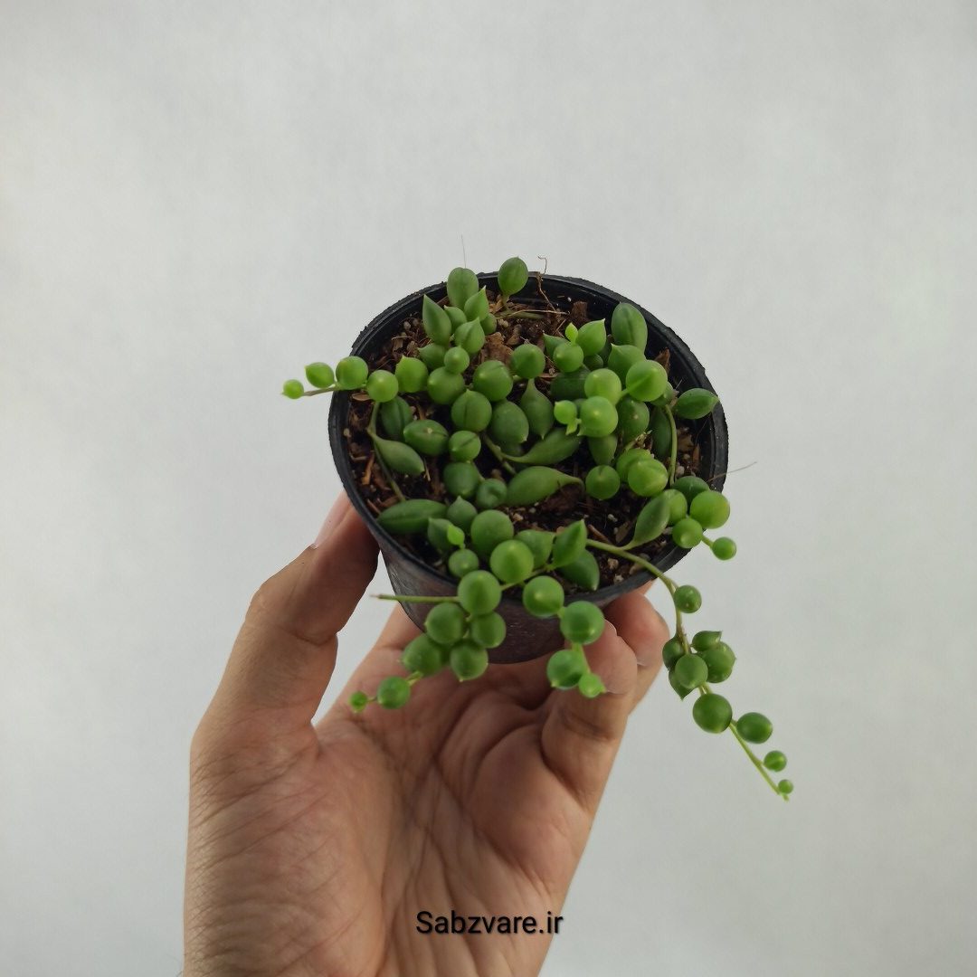 غوره ای گرد (R24023)