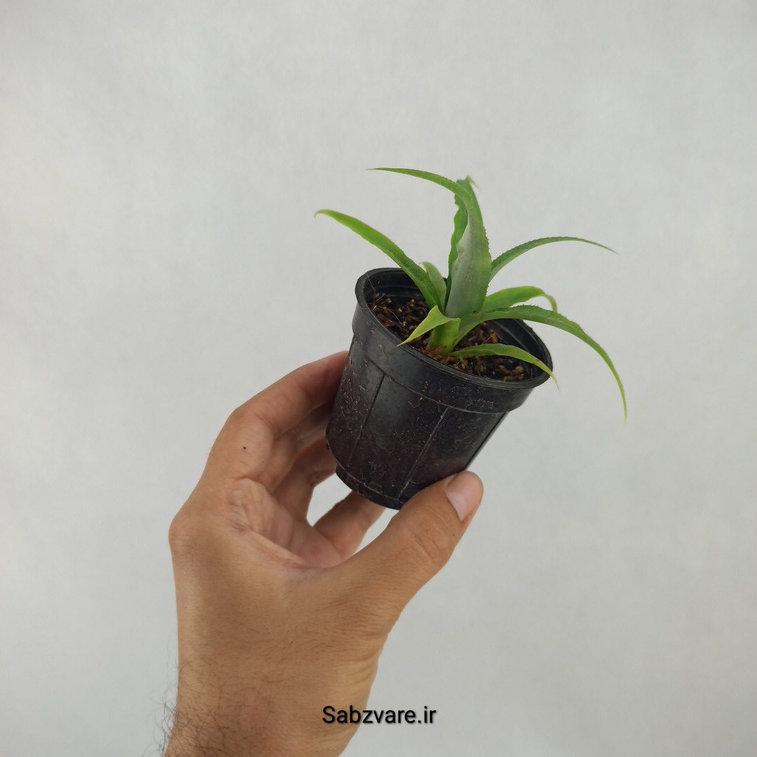 آناناس (Q24014) - Image 2