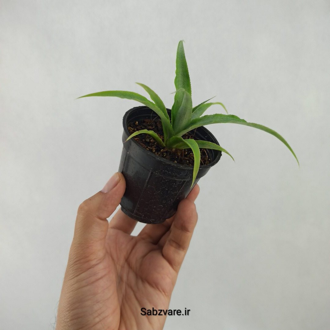 آناناس (Q24014) - Image 3