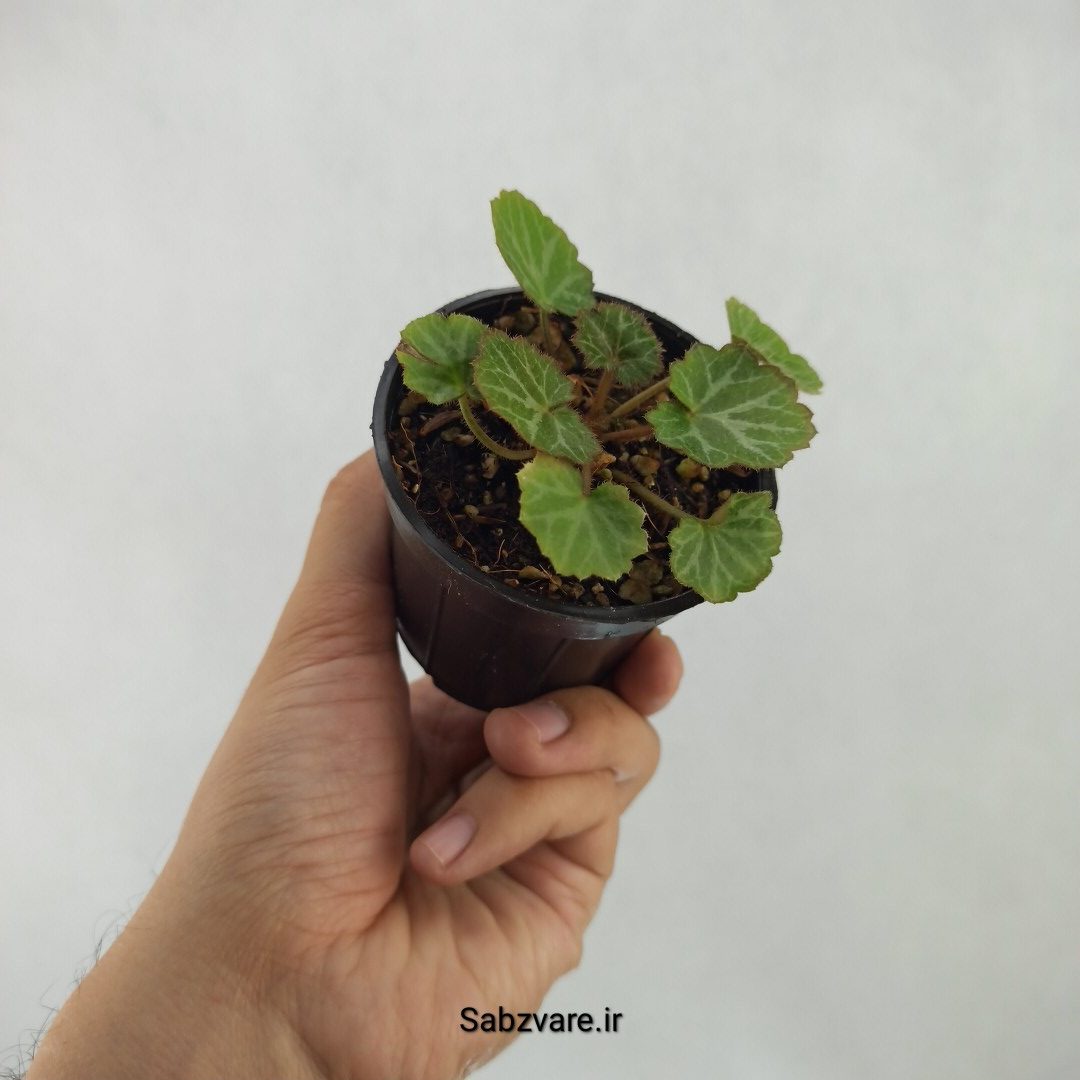 ساکسی فراژ (Q24008) - Image 3