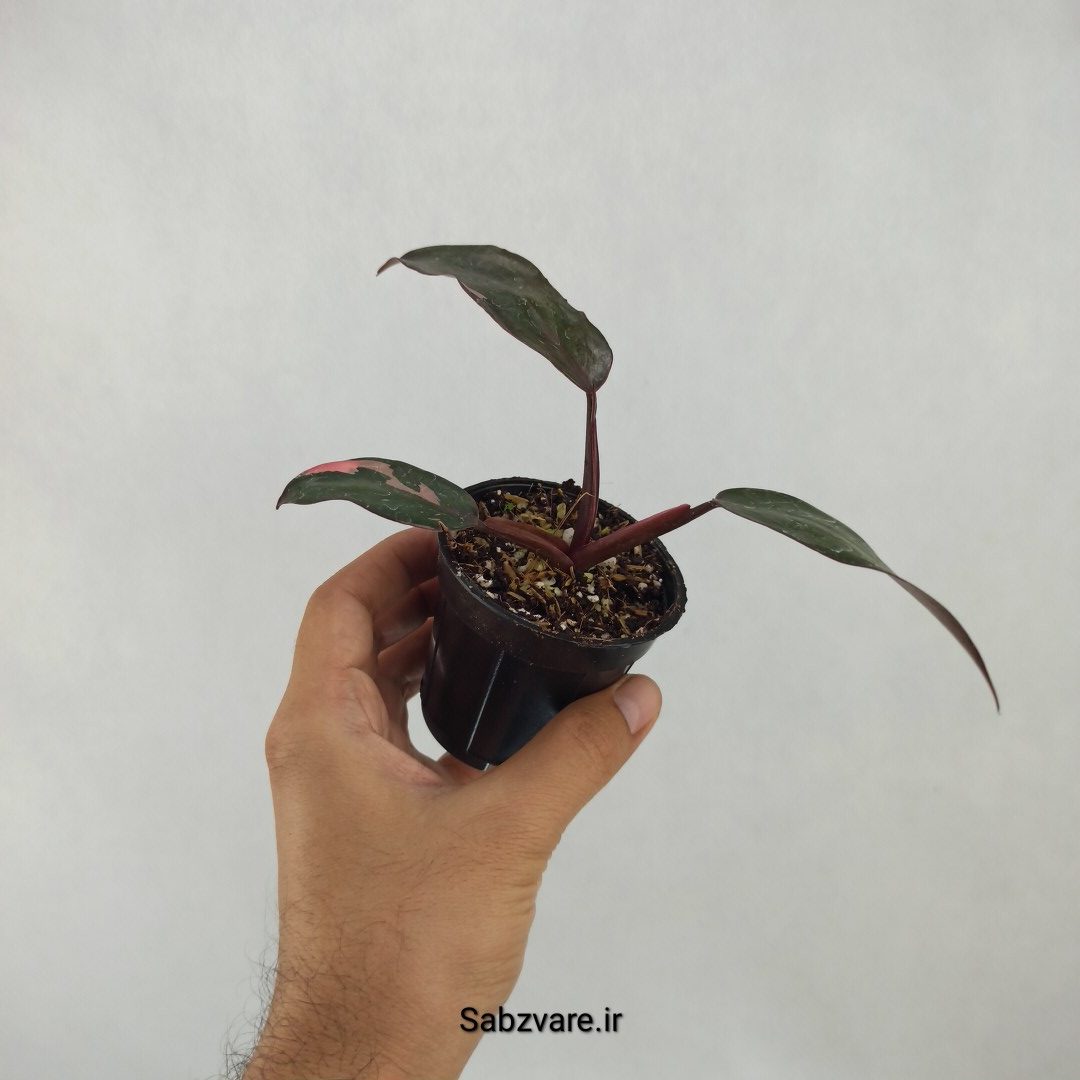 فیلودندرون پینک پرنسس (Q24001) - Image 2