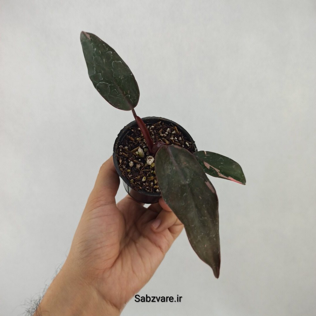 فیلودندرون پینک پرنسس (Q24001) - Image 3
