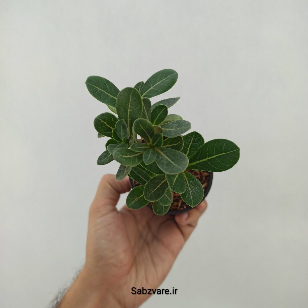 آدنیوم چند شاخه (S24060)