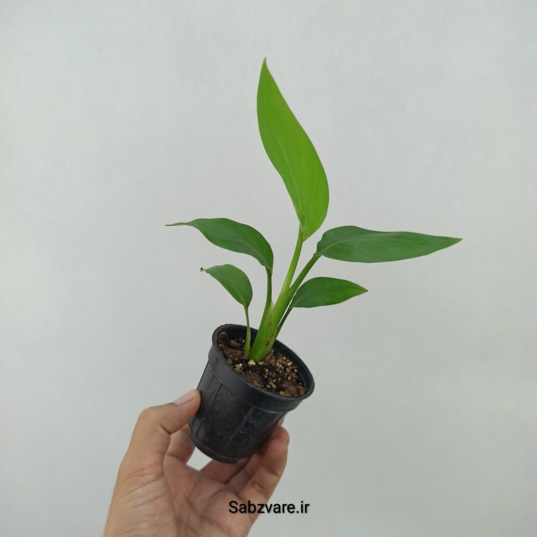 استرلیتزیا نیکولای (S24053) - Image 3