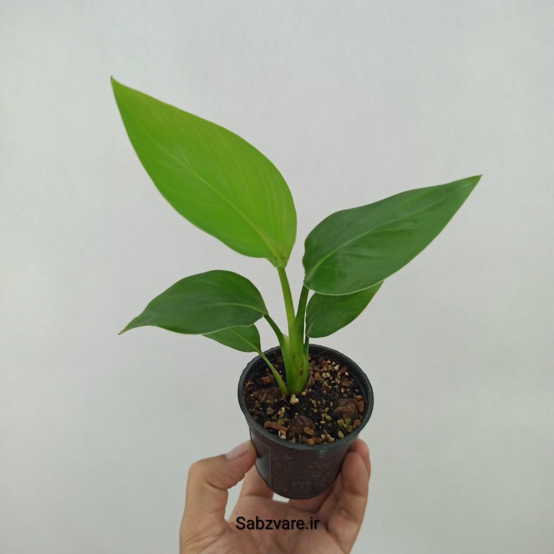 استرلیتزیا نیکولای (S24053)