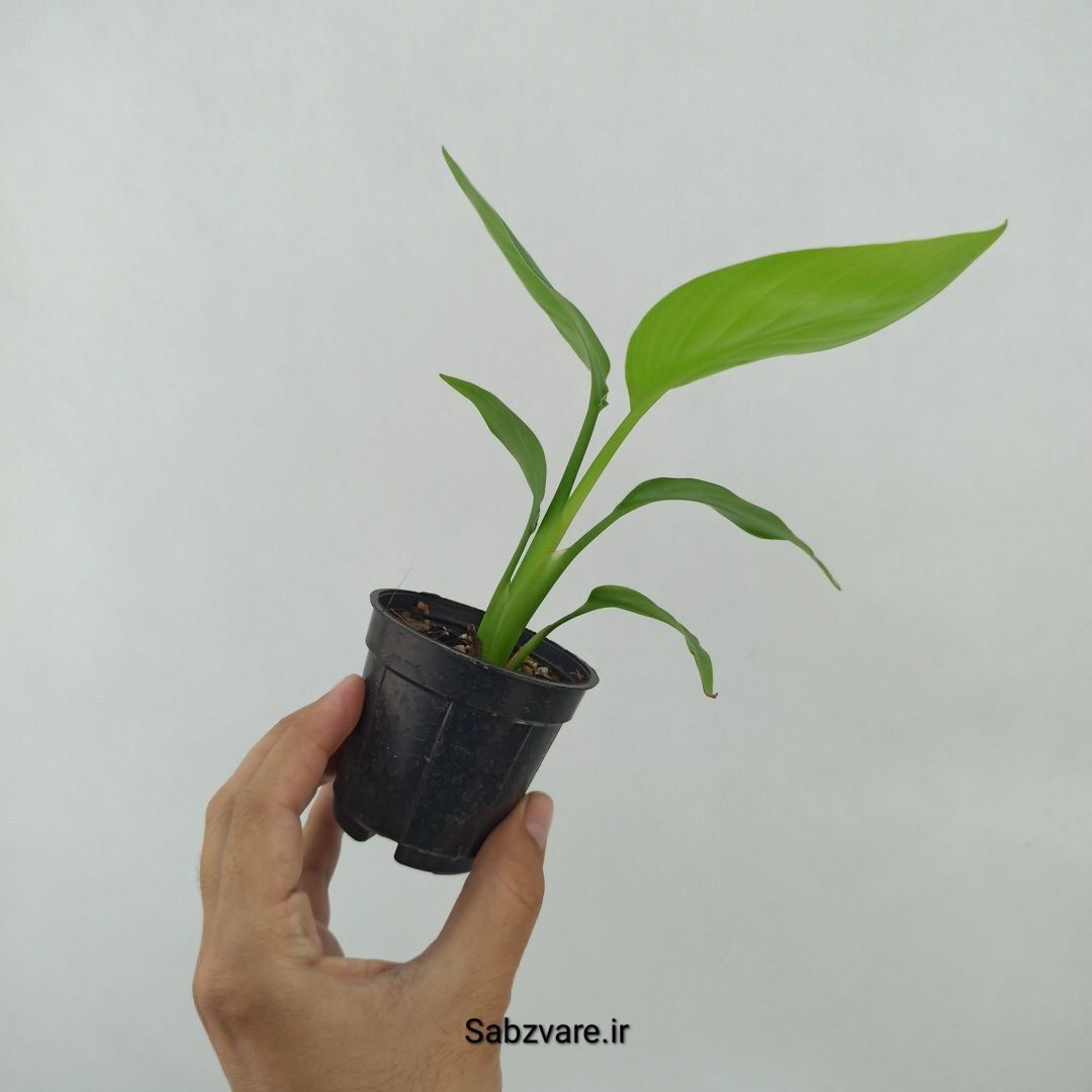 استرلیتزیا نیکولای (S24053) - Image 2