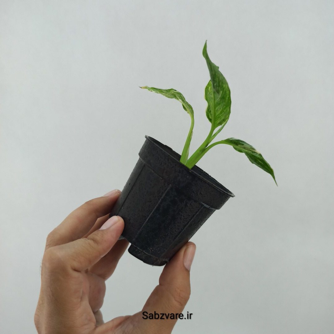 اسپاتی فیلوم ابلق چروک (S24048) - Image 3